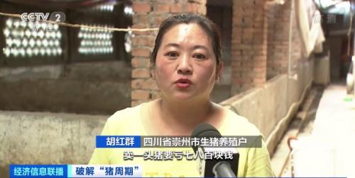 中国生猪生产大省四川生猪价格跌破成本线生猪养殖持续亏损